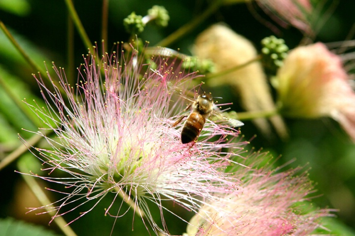 Bee  Happy