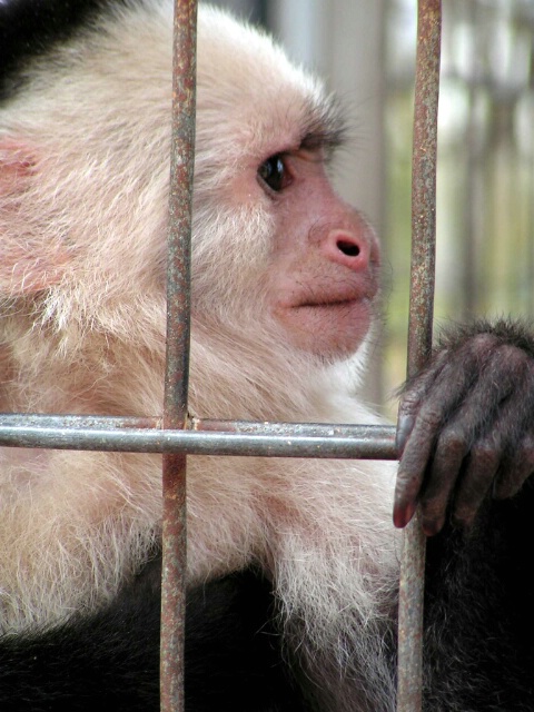 Cute Monkey Portrait