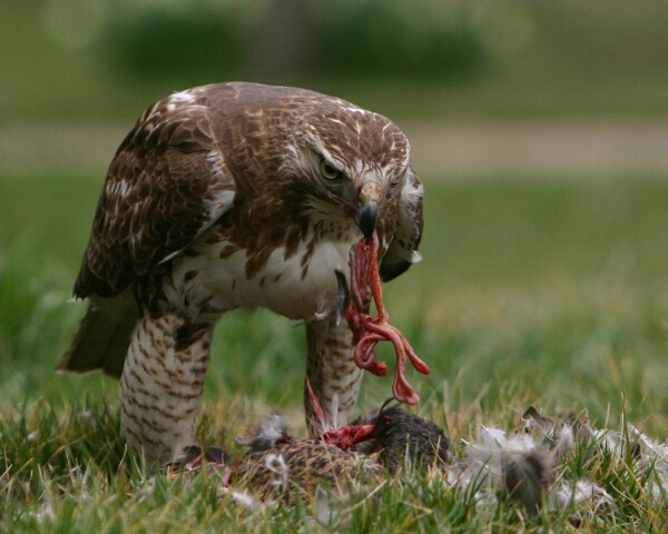 Hawk w/Prey (GRAPHIC!)