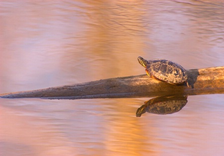 Sunbathing Turtle