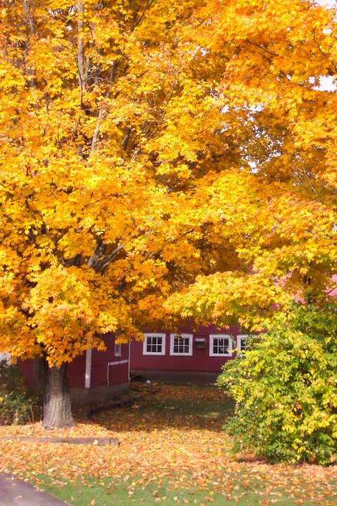 Golden Maples and Red Barn