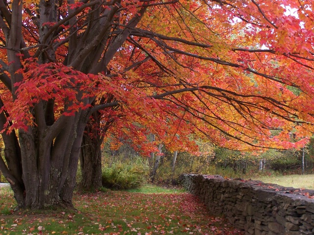Red Maples and Stone Wall 