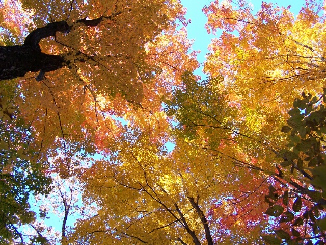 Golden Canopy