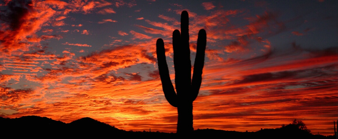 Fiery Saguaro Silhouette