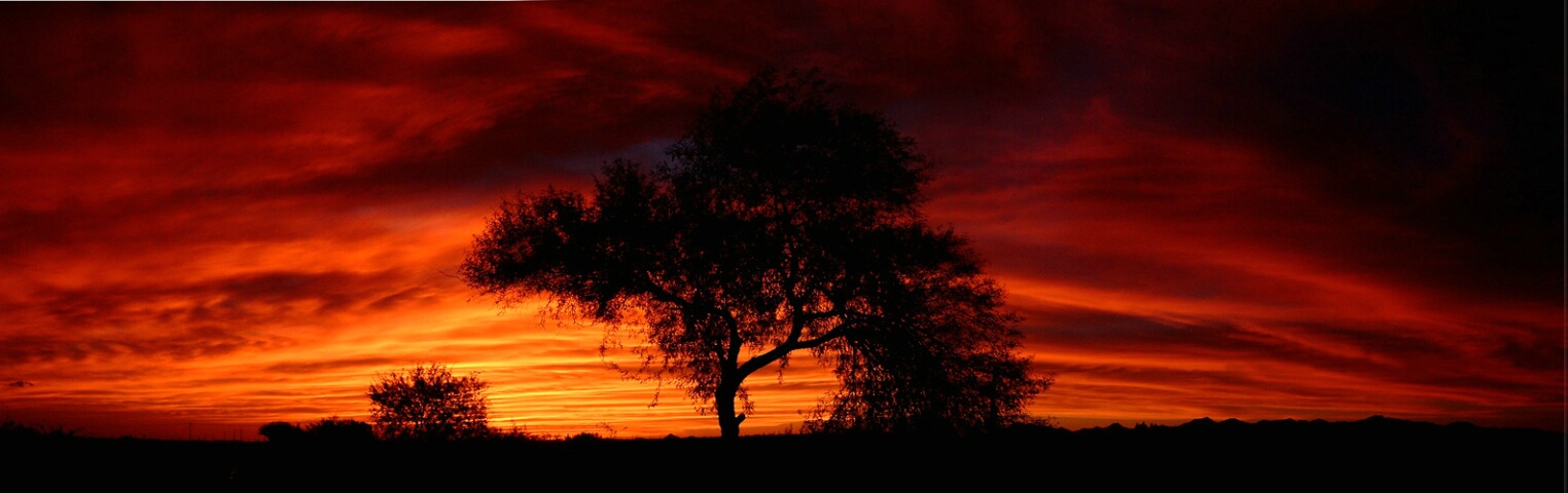 Fiery Mesquite Sunset