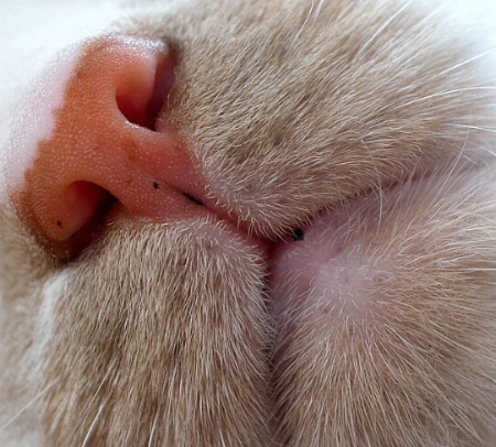 Muzzle