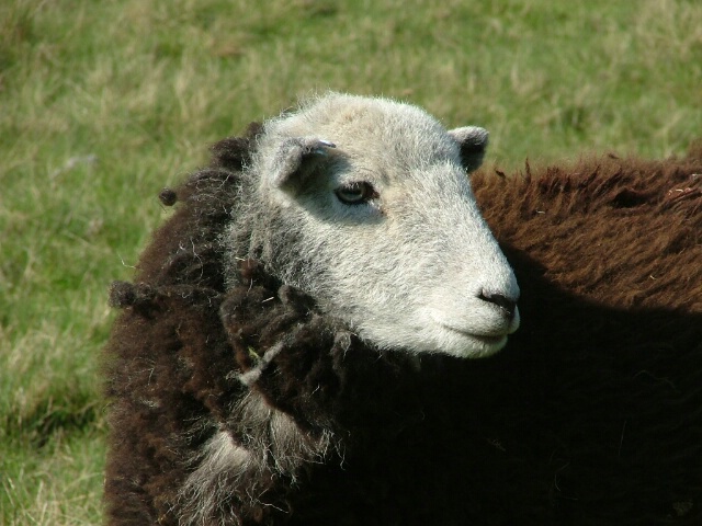 Sheep II