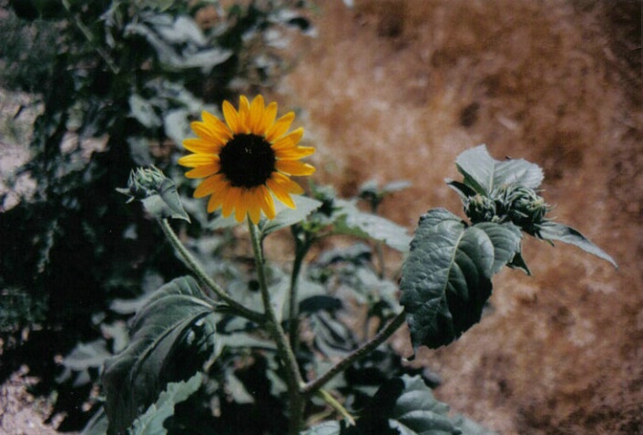 Sunflower - ID: 781537 © Eric B. Miller