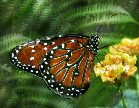 Butterfly and Ferns
