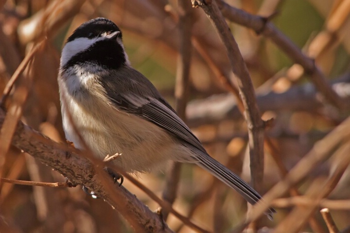 Chickadee In The Morning