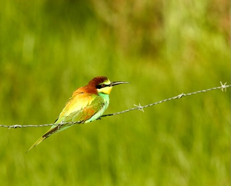 Bee-eater