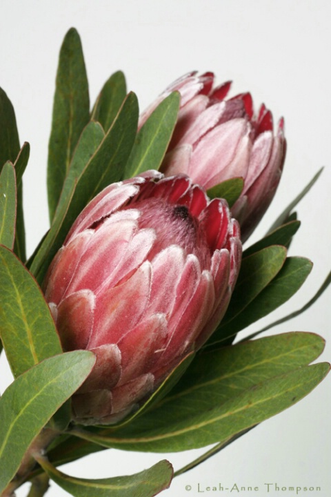 Protea