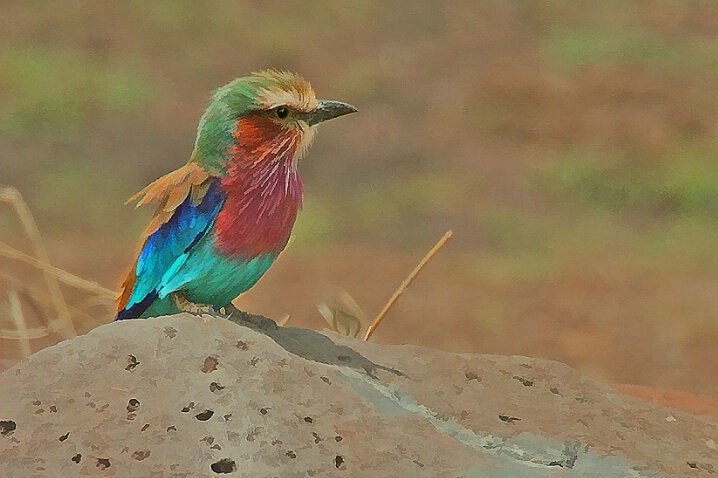 Lilac-breasted Roller