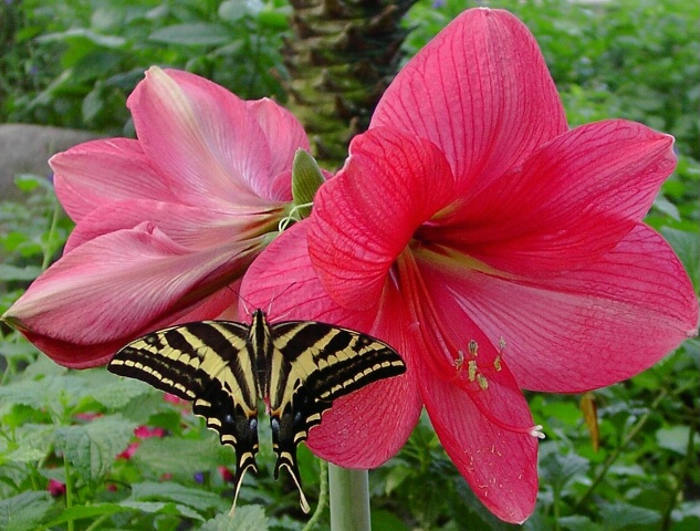 Blooms and butterfly