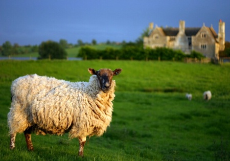 What are ewe looking at ?