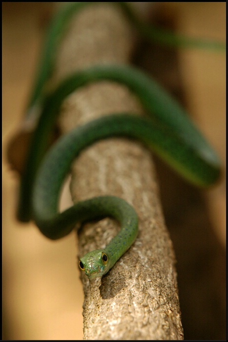 African Green Tree Snake