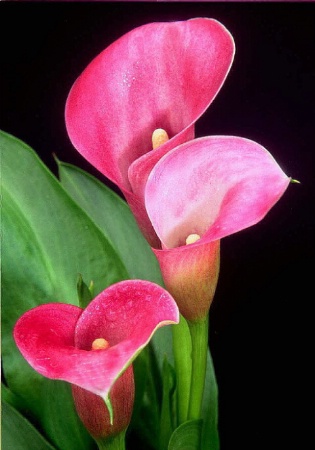 Lovely ladies in Pink