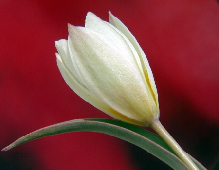 tulip3