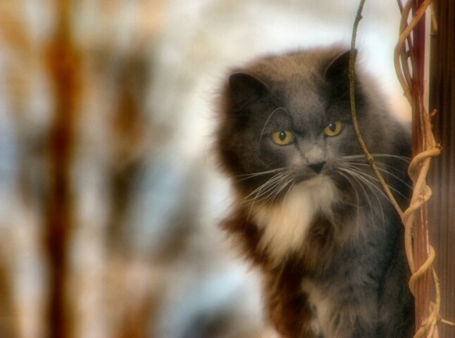 Curious Kitten - ID: 785882 © Cynthia M. Wiles