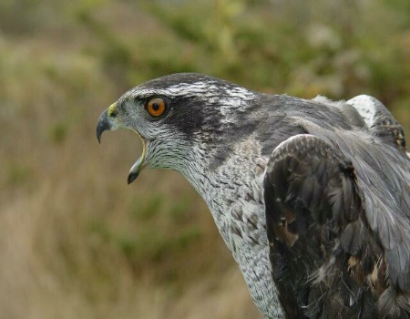 Angry hawk