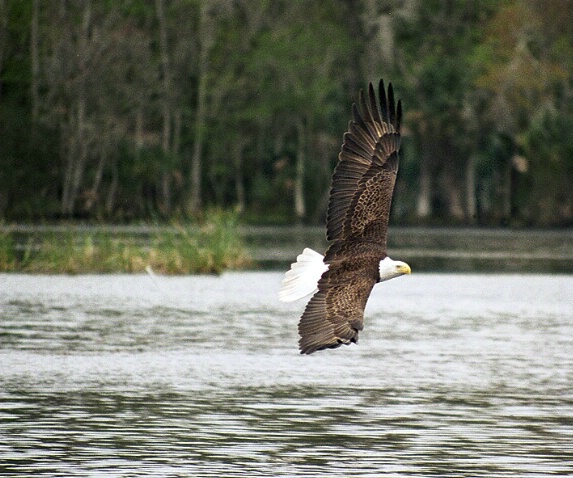 low flying eagle - ID: 786843 © Michael Cenci
