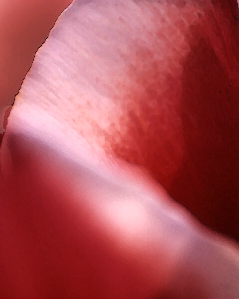 The Heart of the Flower (Magnolia)