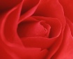 Rose Red 1
