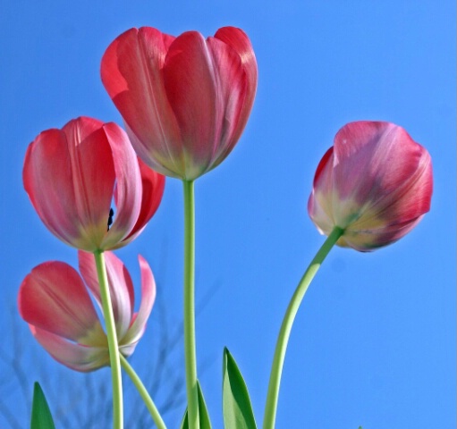 Tulips and Spring Go hand and hand