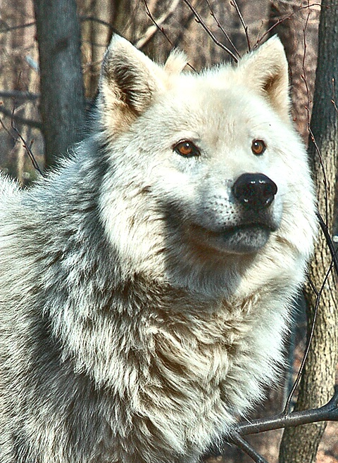 Arctic Wolf