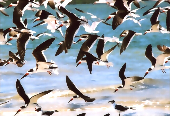 Skimmers in Flight