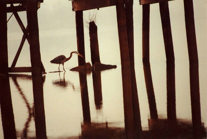 Heron Hunting