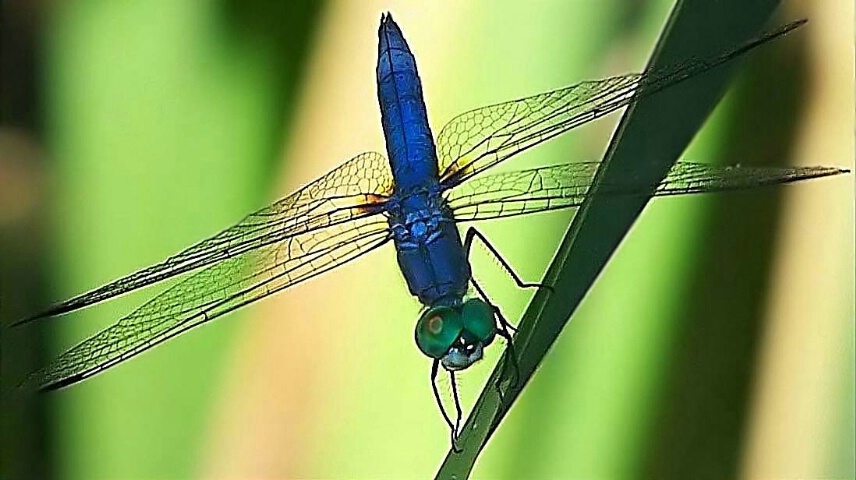 Dragonfly Dream