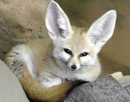 Fennec Fox