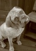 Hoochie (sepia)