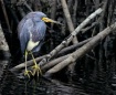 Tri-colored Heron