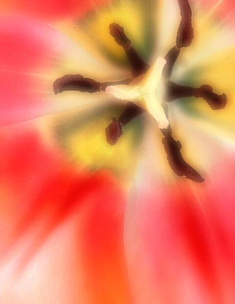 Tulip 5