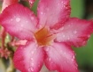 Balinese flower, ...