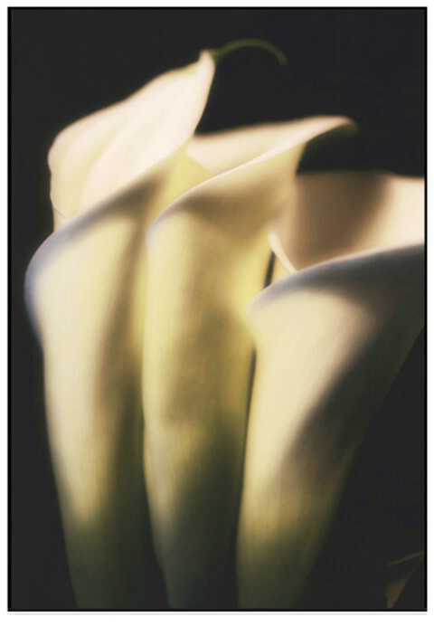 Arum lily, Sydney