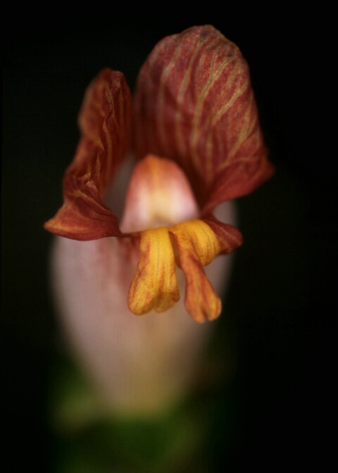 Orchid, Singapore