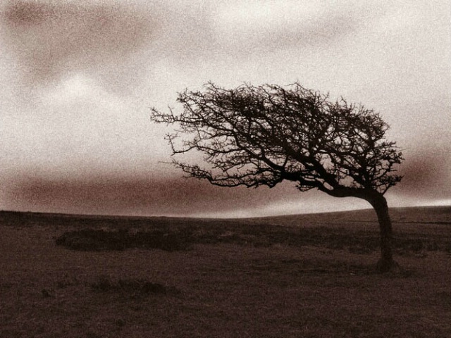 Windswept moors, UK
