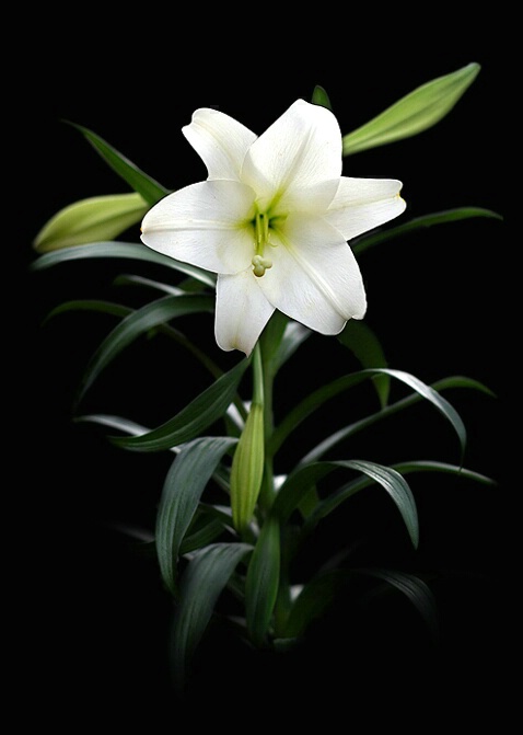 Easter Lily (f) - ID: 792172 © Eric Highfield