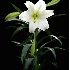 2Easter Lily (f) - ID: 792172 © Eric Highfield