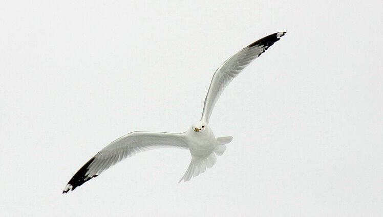~ Gull in Flight ~