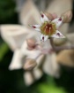 Macro Bloom