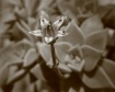 Macro Bloom (sepi...