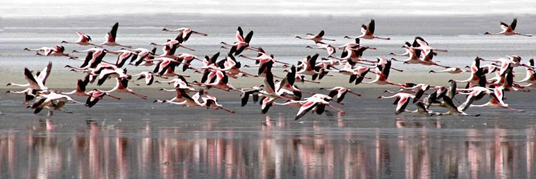 Flamingoes up