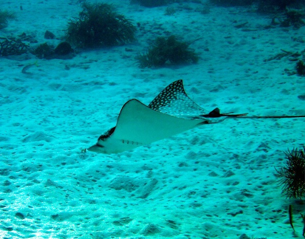 Spotted Eagle Ray 2 F174 - ID: 792921 © Kristin A. Wall