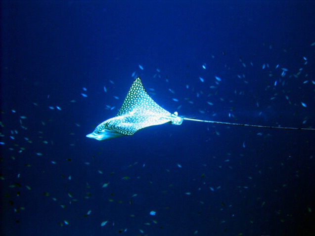 Spotted Eagle Ray F168 - ID: 792934 © Kristin A. Wall