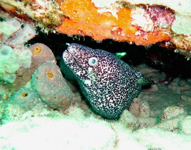 Spotted Moray Eel F165 - ID: 792935 © Kristin A. Wall