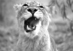 I am Lioness ... ...